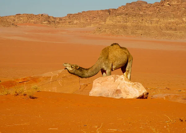Kamele Der Jordanischen Wadi Rum Wüste Auf Rotem Sand Mit — Stockfoto