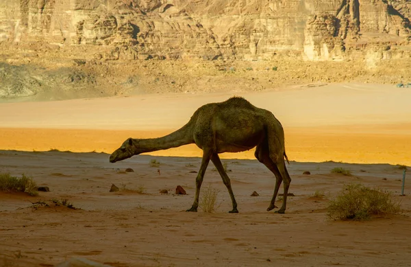 Camels Jordan Wadi Rum Desert Red Sand Baby High Mountains — Stockfoto