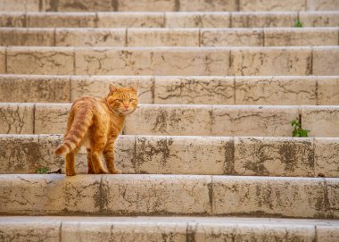 As-Salt Ürdün 'ün batısında yer alan eski bir tarım ve idari merkezidir..
