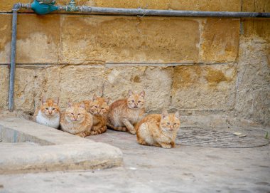 As-Salt Ürdün 'ün batısında yer alan eski bir tarım ve idari merkezidir..