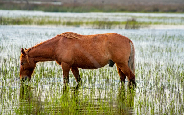 Kuda Liar Yang Merumput Bebas Delta Danube Rumania — Stok Foto
