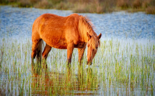 Cavalos Selvagens Que Pastam Livremente Delta Danúbio Roménia — Fotografia de Stock