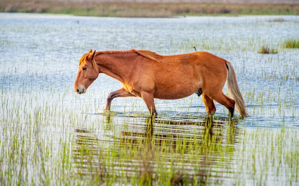 Cavalli Selvatici Che Pascolano Liberamente Nel Delta Del Danubio Romania — Foto Stock