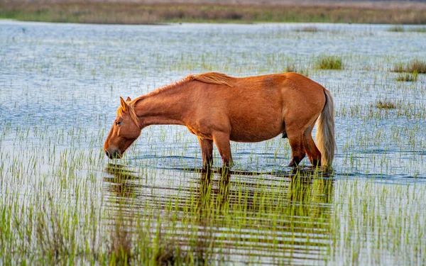 Cavalos Selvagens Que Pastam Livremente Delta Danúbio Roménia — Fotografia de Stock