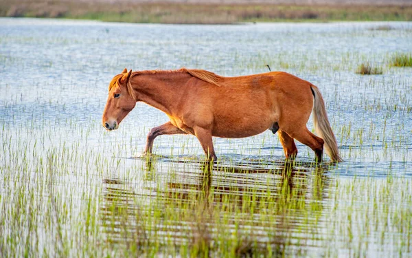 Wild Horses Graze Freely Danube Delta Romania — Stock Photo, Image