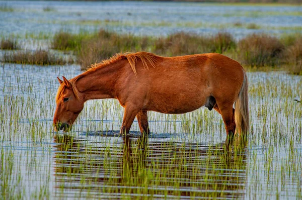 Wild Horses Graze Freely Danube Delta Romania — Stock Photo, Image