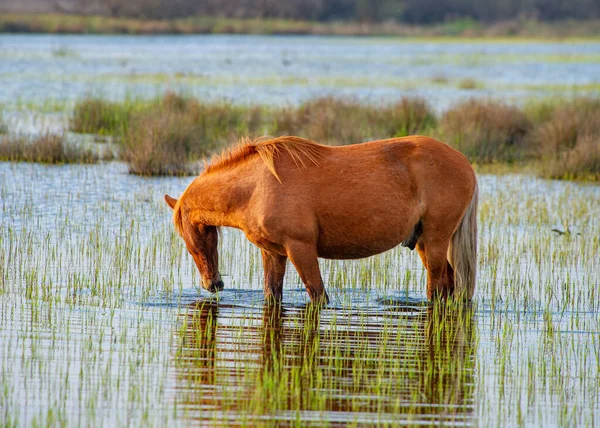 Kuda Liar Yang Merumput Bebas Delta Danube Rumania — Stok Foto