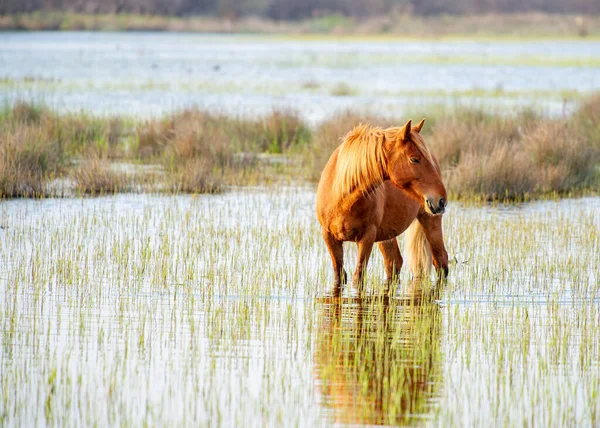 Wildpferde Die Frei Donaudelta Rumänien Grasen — Stockfoto