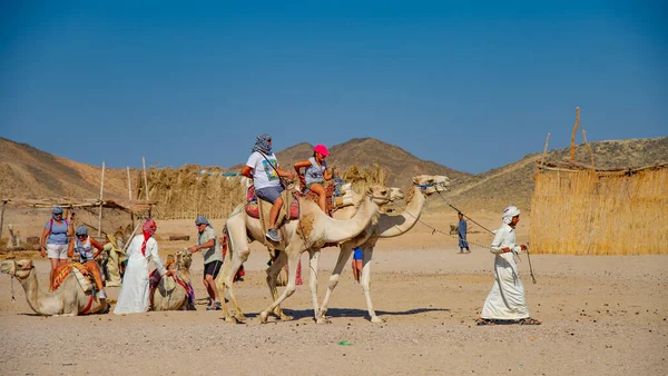 Touristes Cheval Chameaux Egypte Dirigé Par Les Habitants Pour Plaisir — Photo