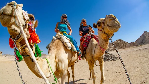 Turistas Montando Camellos Egipto Liderados Por Los Lugareños Por Diversión —  Fotos de Stock