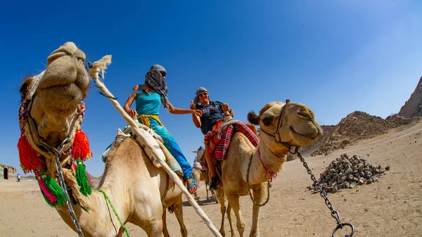 Turistas Montando Camellos Egipto Liderados Por Los Lugareños Por Diversión — Foto de Stock