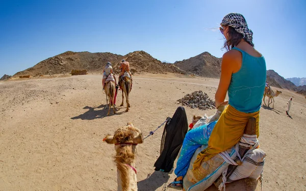 Turistas Montando Camellos Egipto Liderados Por Los Lugareños Por Diversión — Foto de Stock