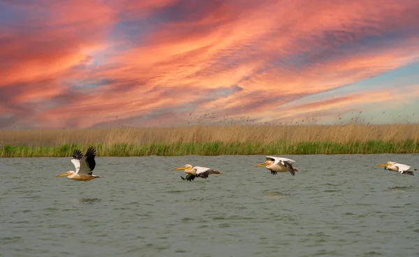 Pelikany Delcie Dunaju Lecące Kierunku Morza — Zdjęcie stockowe