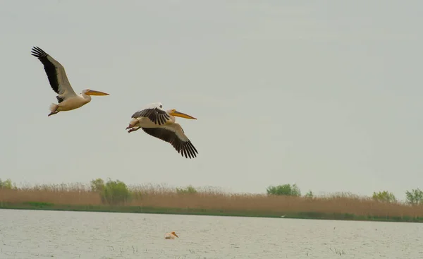 Kolonii Pelikan Delcie Dunaju — Zdjęcie stockowe