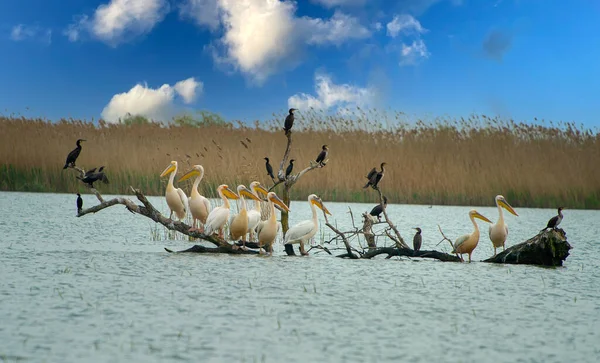 Kolonii Pelikan Delcie Dunaju — Zdjęcie stockowe