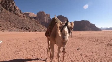 Deve, 25 Aralık 2021 'de turistlerle yürüdükten sonra çam ağaçlarında dinlenirken Ürdün' ün Wadi Rum çölünde çekildi.