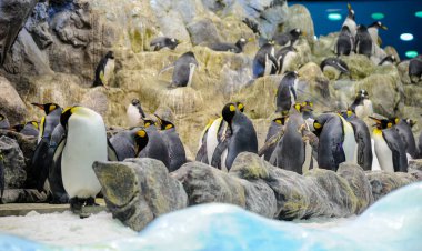 Bir grup Galapagos Penguen taşların üzerinde duruyor ve su kenarında oynuyorlar. Loro Park, Tenerife, Kanarya Adaları, İspanya