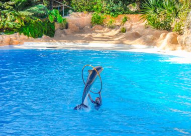 Loro Park Tenerife 'de 27 Aralık 2019' da düzenlenen yunus gösterisi, Avrupa 'nın en büyük hayvanat bahçesi.