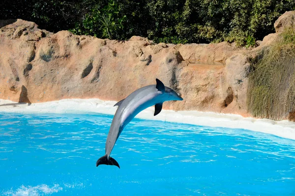 Dolphin Show Loro Park Tenerife Spain December 2019 Largest Zoo — Stock Photo, Image