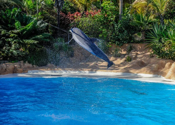 Dolphin Show Loro Park Tenerife Spain December 2019 Largest Zoo — Stock Photo, Image