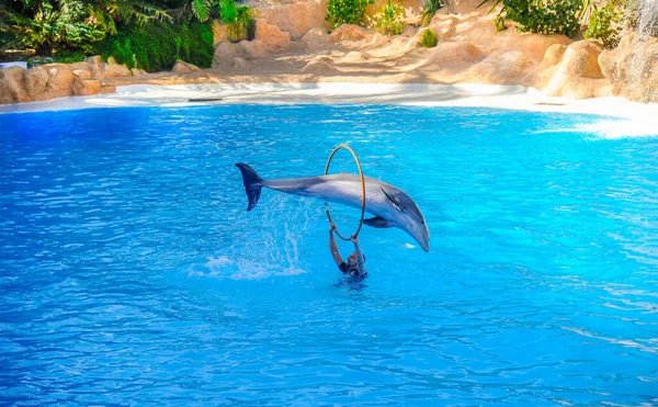 Pokaz Delfinów Loro Park Teneryfa Hiszpania Grudnia 2019 Roku Największym — Zdjęcie stockowe
