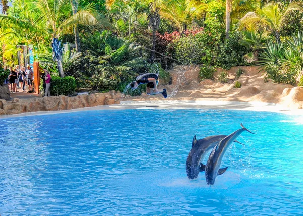 Dolphin Show Loro Park Tenerife Spain December 2019 Largest Zoo — Stock Photo, Image