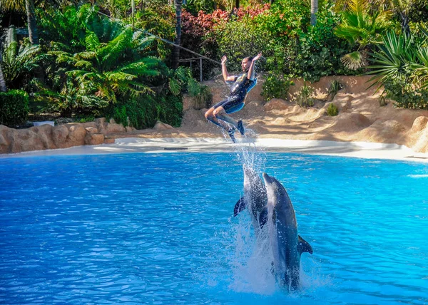 Dolphin Show Loro Park Tenerife Spain December 2019 Largest Zoo — Stock Photo, Image