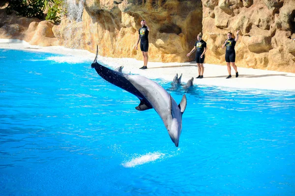 Dolphin Show Loro Park Tenerife Spain December 2019 Largest Zoo — Stock Photo, Image