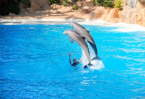 Dolphin Show Loro Park Tenerife Spain December 2019 Largest Zoo — Stock Photo, Image