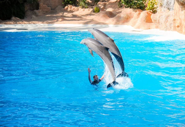 Espectáculo Delfines Loro Park Tenerife España Diciembre 2019 Zoológico Más — Foto de Stock