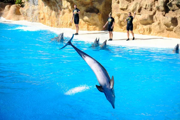 Dolphin Show Loro Park Tenerife Spain December 2019 Largest Zoo Stock Picture