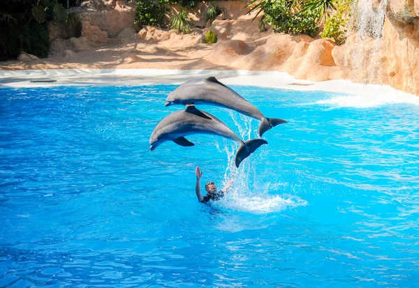 Dolphin Show Loro Park Tenerife Spain December 2019 Largest Zoo Stock Picture