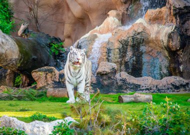 Güzel beyaz Bengal kaplanı Tenerife 'de açık havada