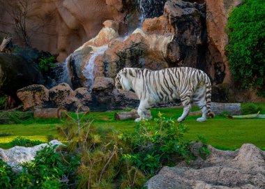 Güzel beyaz Bengal kaplanı Tenerife 'de açık havada