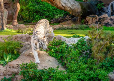 Güzel beyaz Bengal kaplanı Tenerife 'de açık havada