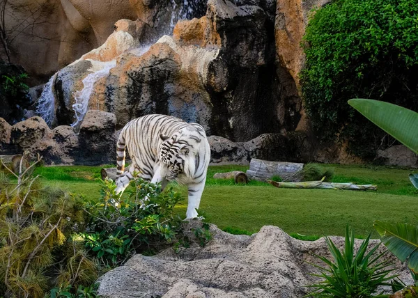 Schöner Weißer Bengalischer Tiger Freien Auf Teneriffa — Stockfoto