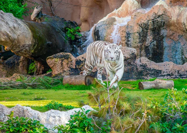 Schöner Weißer Bengalischer Tiger Freien Auf Teneriffa — Stockfoto