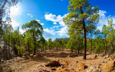 Tenerife 'deki ulusal park volkanik manzaralar, Kanarya adaları, İspanya