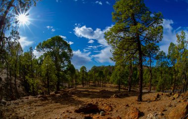 Tenerife 'deki ulusal park volkanik manzaralar, Kanarya adaları, İspanya