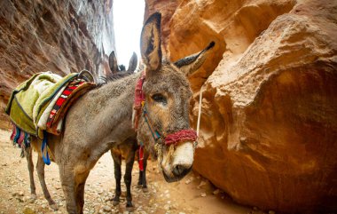 Turistleri taşıdıktan sonra Petra Ürdün 'de dinlenen bedevi süslü eşek.