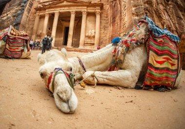 Turistleri taşıdıktan sonra Petra Ürdün 'de dinlenen yumuşak develer