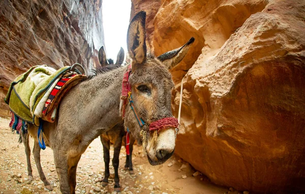 Osioł Zdobiony Beduinami Odpoczywający Petra Jordan Przewiezieniu Turystów — Zdjęcie stockowe