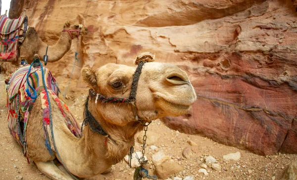 Camellos Suaves Descansando Petra Jordania Después Transportar Turistas —  Fotos de Stock