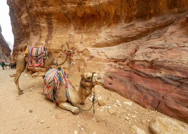Camellos Suaves Descansando Petra Jordania Después Transportar Turistas — Foto de Stock