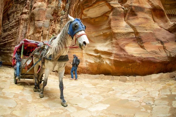 Petra Los Turistas Son Transportados Por Carros Beduinos Todo Parque —  Fotos de Stock