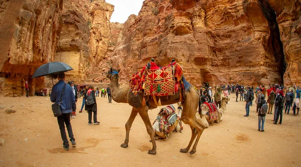 Camello Descansando Petra Jordania Febrero 2020 Después Transportar Turistas — Foto de Stock