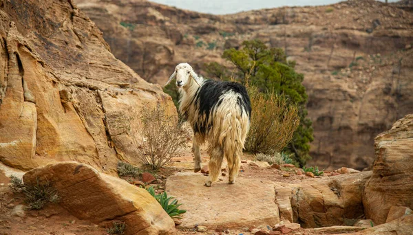 Petra Ürdün 'de turistler arasında özgürce yaşayan uzun saçlı keçiler