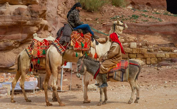 Beduino Camello Ofreciendo Sus Servicios Para Transporte Turistas Petra Jordania —  Fotos de Stock