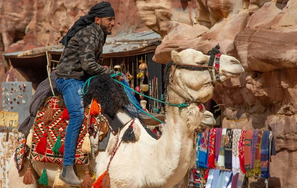 Beduino Camello Ofreciendo Sus Servicios Para Transporte Turistas Petra Jordania — Foto de Stock