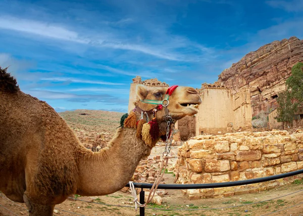 Camellos Que Caminaron Turistas Descansan Carretera Romana Petra Febrero 2020 — Foto de Stock